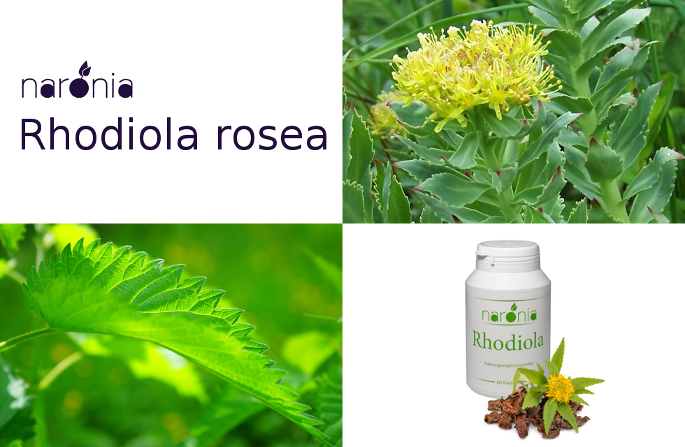  Rhodiola rosea