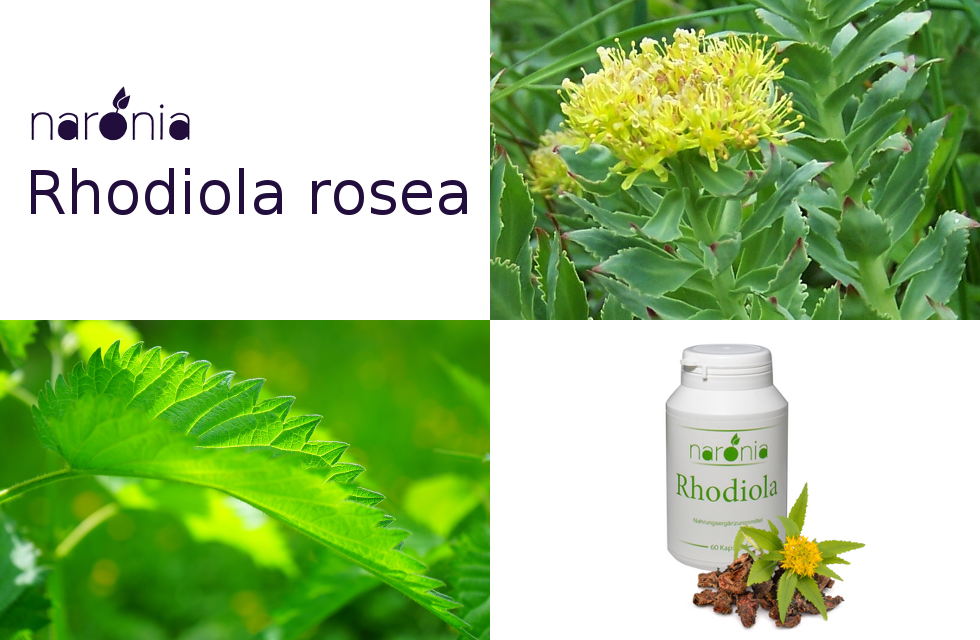 Rhodiola rosea